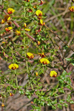 APII jpeg image of Daviesia villifera  © contact APII