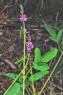 APII jpeg image of Oxytes brachypoda  © contact APII