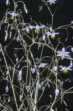 APII jpeg image of Dianella revoluta  © contact APII