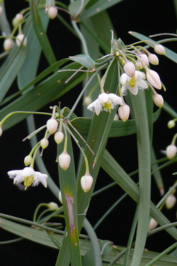 APII jpeg image of Eustrephus latifolius  © contact APII