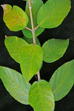 APII jpeg image of Ficus coronata  © contact APII