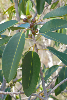APII jpeg image of Ficus rubiginosa  © contact APII