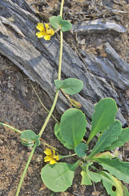 APII jpeg image of Goodenia glabra  © contact APII