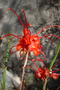 APII jpeg image of Grevillea longistyla  © contact APII