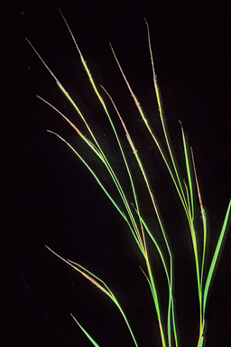 APII jpeg image of Heteropogon contortus  © contact APII