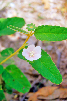APII jpeg image of Hibiscus sturtii var. sturtii  © contact APII