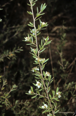 APII jpeg image of Leptospermum polygalifolium  © contact APII