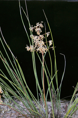 APII jpeg image of Lomandra multiflora  © contact APII