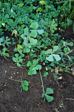 APII jpeg image of Marsilea ?costulifera  © contact APII