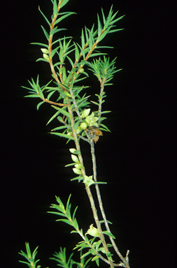 APII jpeg image of Melichrus sp. Isla Gorge (P.Sharpe+ 601)  © contact APII