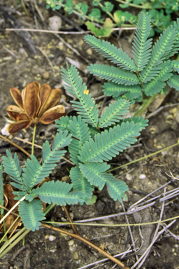 APII jpeg image of Neptunia gracilis f. gracilis  © contact APII