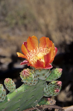 APII jpeg image of Opuntia tomentosa  © contact APII