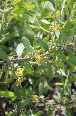 APII jpeg image of Persoonia sericea  © contact APII