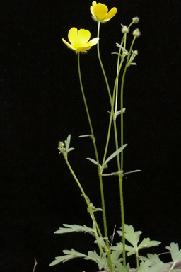 APII jpeg image of Ranunculus lappaceus  © contact APII