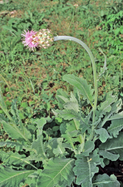 APII jpeg image of Leuzea australis  © contact APII