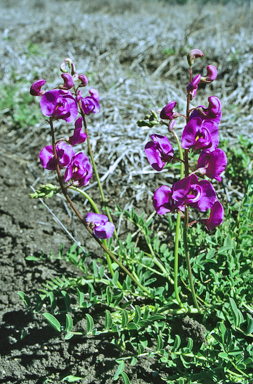 APII jpeg image of Swainsona swainsonioides  © contact APII