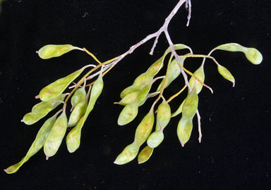 APII jpeg image of Acacia aneura var. aneura  © contact APII