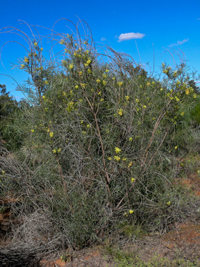 APII jpeg image of Acacia iteaphylla  © contact APII
