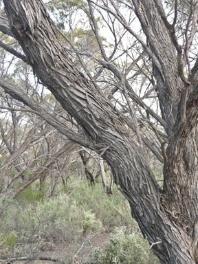 APII jpeg image of Acacia loderi  © contact APII