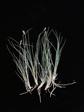 APII jpeg image of Amphipogon caricinus var. caricinus  © contact APII