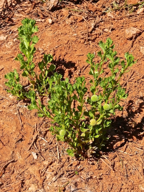APII jpeg image of Centipeda cunninghamii  © contact APII