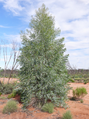 APII jpeg image of Codonocarpus cotinifolius  © contact APII