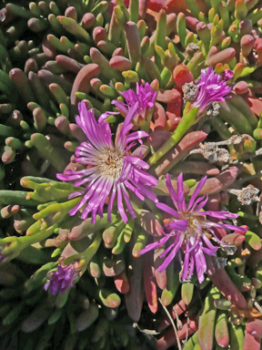 APII jpeg image of Disphyma crassifolium subsp. clavellatum  © contact APII