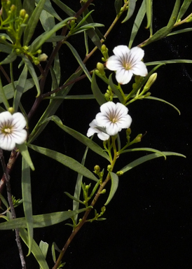 APII jpeg image of Duboisia hopwoodii  © contact APII