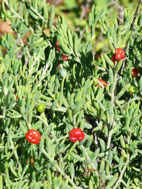 APII jpeg image of Enchylaena tomentosa var. tomentosa  © contact APII