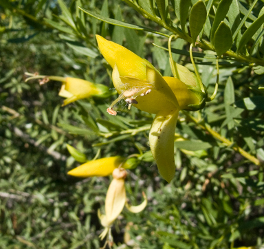 APII jpeg image of Eremophila maculata subsp. maculata  © contact APII