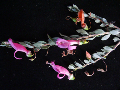 APII jpeg image of Eremophila maculata subsp. maculata  © contact APII