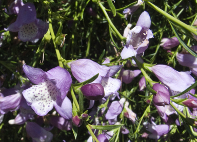 APII jpeg image of Eremophila  © contact APII