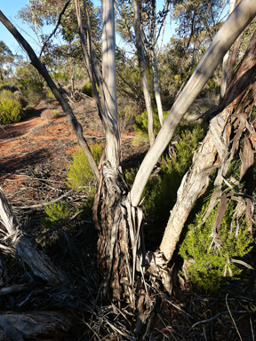 APII jpeg image of Eucalyptus incrassata  © contact APII