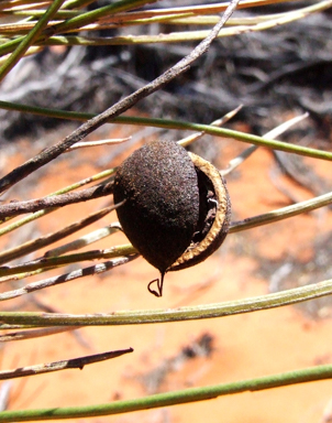 APII jpeg image of Grevillea pterosperma  © contact APII