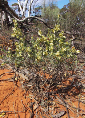 APII jpeg image of Maireana georgei  © contact APII