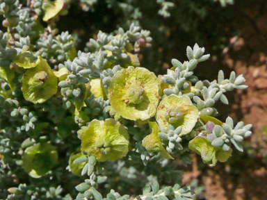 APII jpeg image of Maireana pyramidata  © contact APII