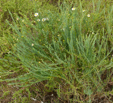 APII jpeg image of Minuria cunninghamii  © contact APII