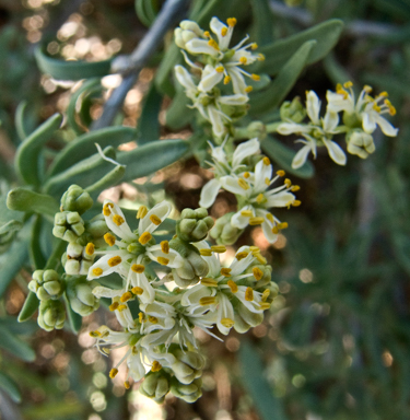 APII jpeg image of Nitraria billardierei  © contact APII