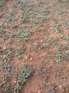 APII jpeg image of Plantago drummondii  © contact APII