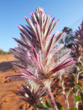 APII jpeg image of Ptilotus exaltatus  © contact APII