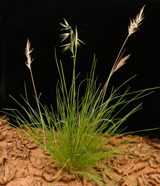 APII jpeg image of Rytidosperma setaceum  © contact APII