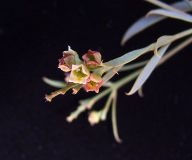 APII jpeg image of Santalum murrayanum  © contact APII