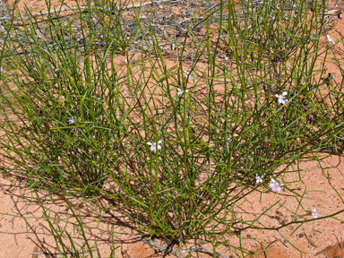 APII jpeg image of Scaevola depauperata  © contact APII