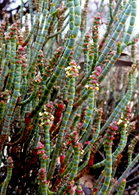 APII jpeg image of Tecticornia indica subsp. leiostachya  © contact APII