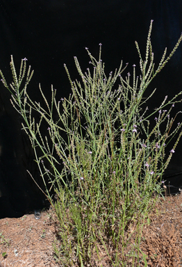 APII jpeg image of Verbena supina  © contact APII