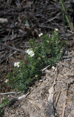 APII jpeg image of Asperula conferta  © contact APII