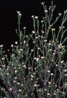 APII jpeg image of Asperula ambleia  © contact APII