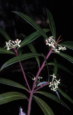 APII jpeg image of Tasmannia lanceolata  © contact APII