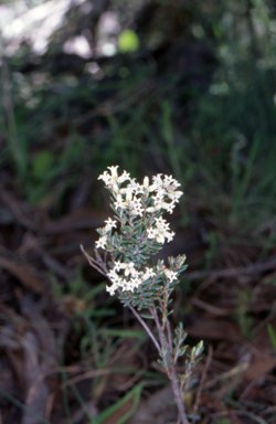 APII jpeg image of Acrothamnus hookeri  © contact APII