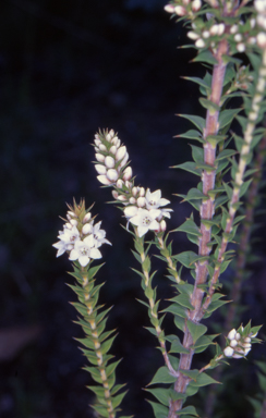 APII jpeg image of Epacris breviflora  © contact APII